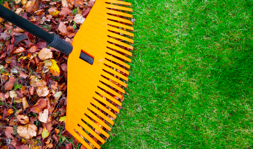 YARD CLEANUP